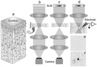 Improving Focal Photostimulation of Cortical Neurons with Pre-derived Wavefront Correction